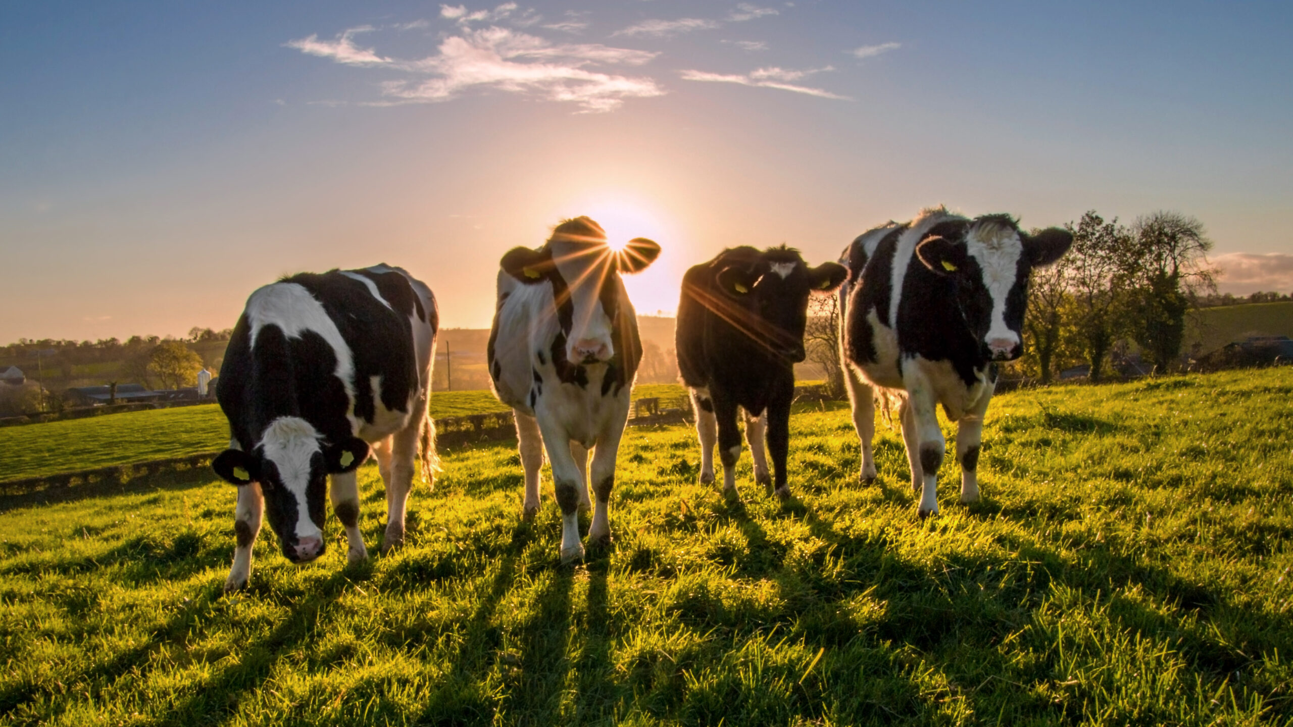 Heifers at sunset