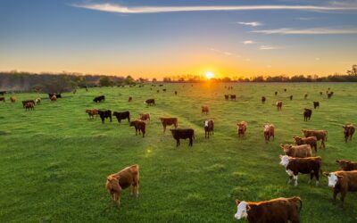 Aerial,View,Of,Cows,Loose,In,The,Field,During,The