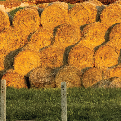 Farm Feed (Hay) / per kg