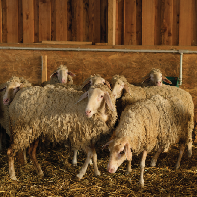 Sheep
