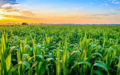 crops-growing-in-thailand
