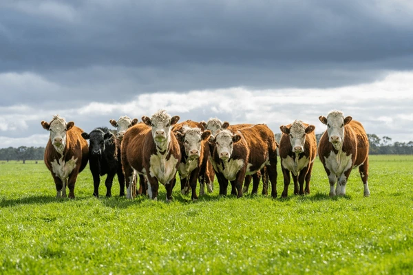stud-beef-hereford-cows-field-600nw-2319591967